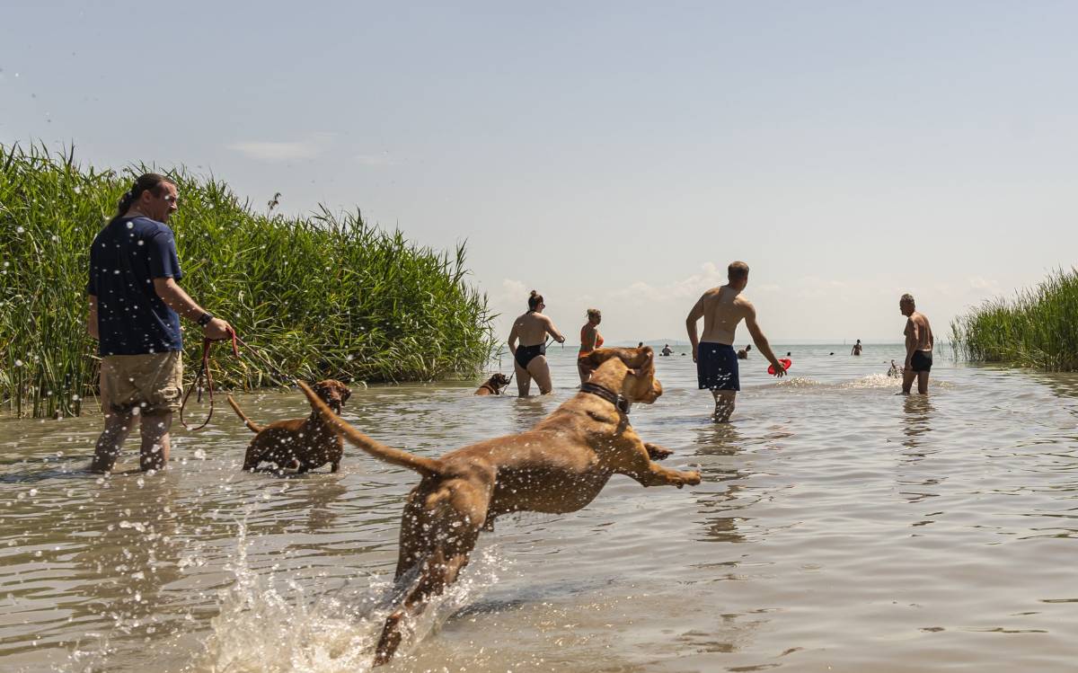 keszthelyi-kutyas-park-es-piknikkert-csobbanas-balatonba keszthelyi-kutyas-park-es-piknikkert-csobbanas-balatonba